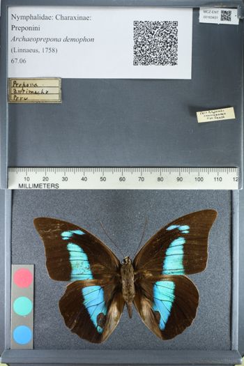 Media type: image;   Entomology 163431